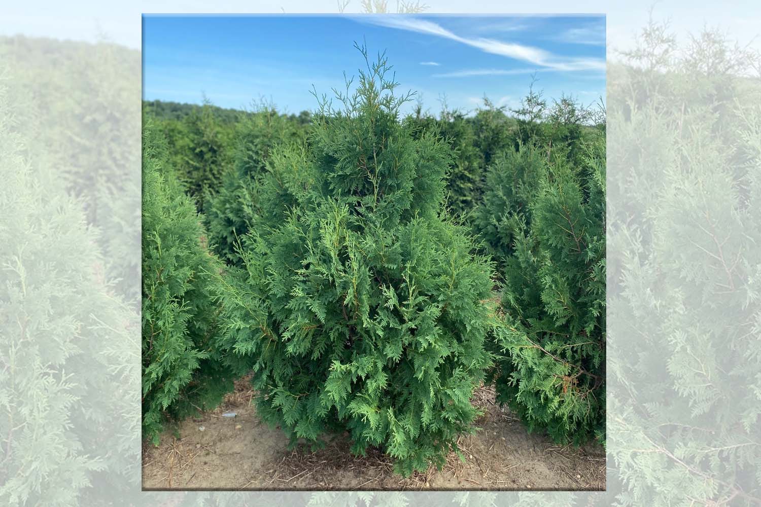 Dark American Arborvitae Privacy Trees Native Planting Long Island Suffolk Hydroseeding.com 